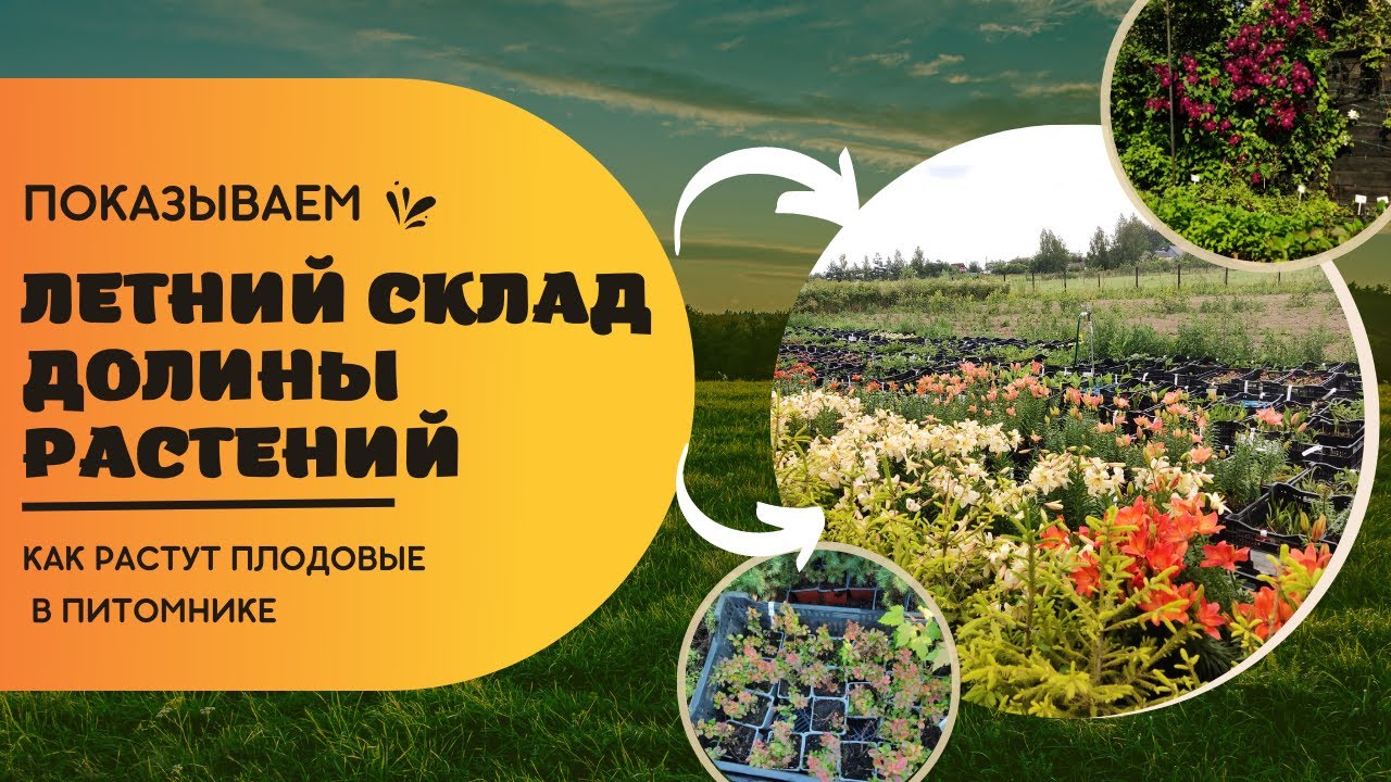 Экскурсия по летнему складу Долины Растений?Показываем, как выращиваем плодовые деревья??