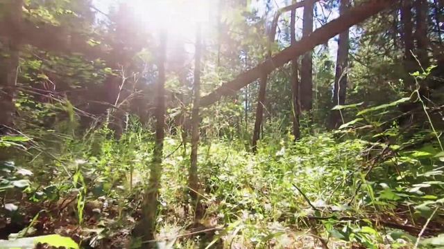 Music In The Background