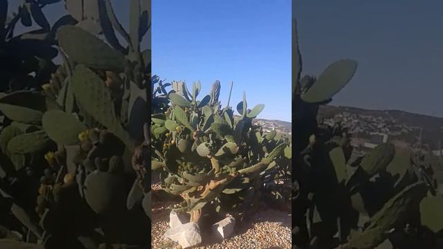 #Баку#Национальный бульвар# Кактусы -не только колючки!#