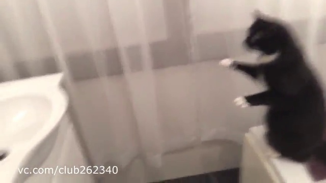 Кот в ванной смотрится в зеркало
