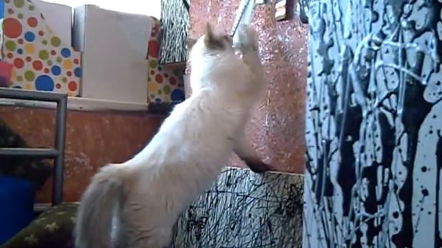 Он улетел, но обещал вернуться. Balinese Cat Playing