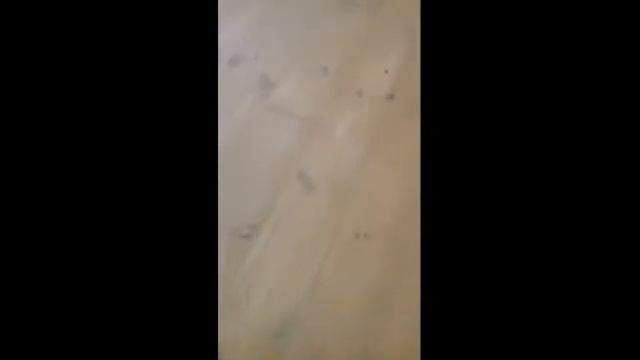 Refinishing Old Pine Floor. Шлифовка старого пола  (сосна)