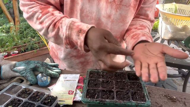 Planting Petunia Seeds From Bulgaria