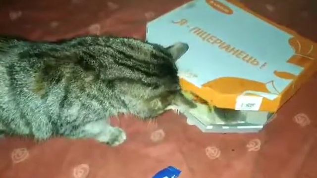 Кошка ворует пиццу