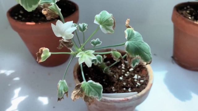 팬시리프 구하고 키우기 어려운 이유 (조날 그린리프 vs 스텔라 팬시)