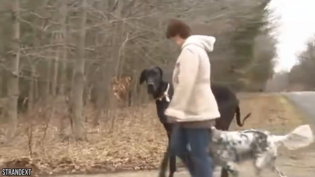 15 Giant Farm Animals On The Planet!