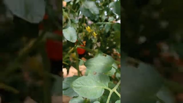 Обзор моей теплицы с томатами... урожай 2022... ещё только июль... ??? #томаты #теплицасвоимируками