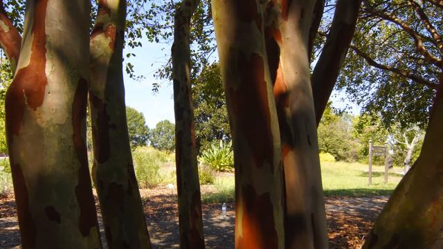Pruning Crape Myrtles