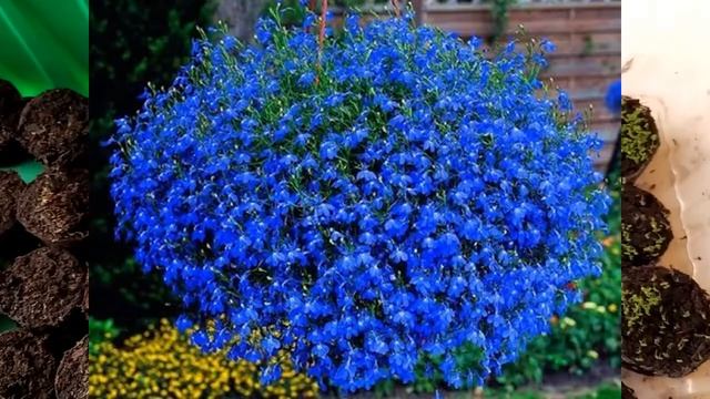 ЛОБЕЛИИ - Я ОЧЕНЬ УДИВИЛАСЬ, КОГДА УВИДЕЛА!..