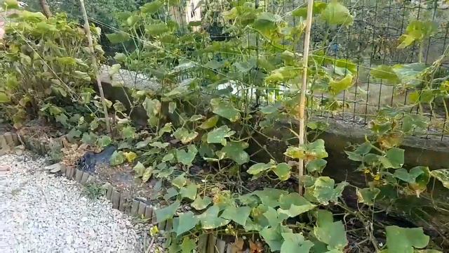 В ИТАЛИИ GRIN, я пока пас