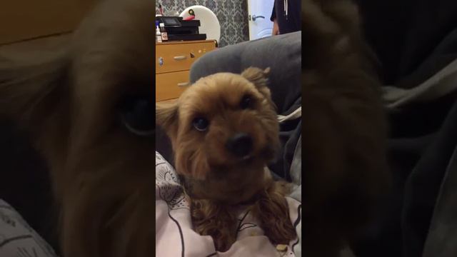 Оскал Йорка,жадный Йорк!