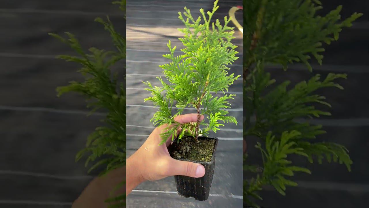 Как вам растение?