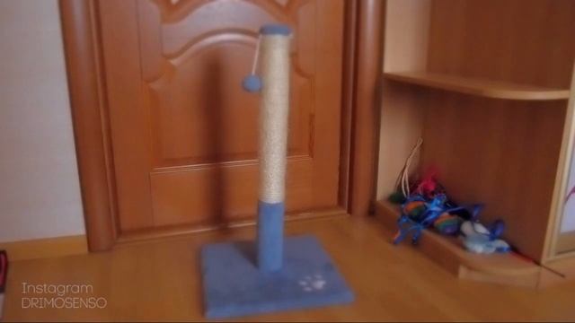Сумасшедший неутомимый котенок бегает как угорелый