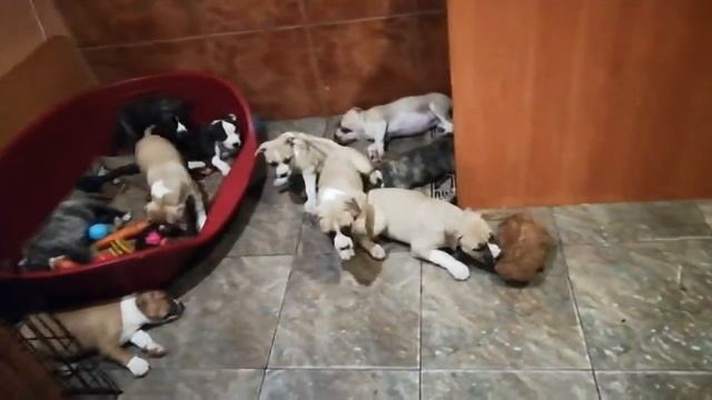 0dd4309119dc16bef54b4f04174c22a2