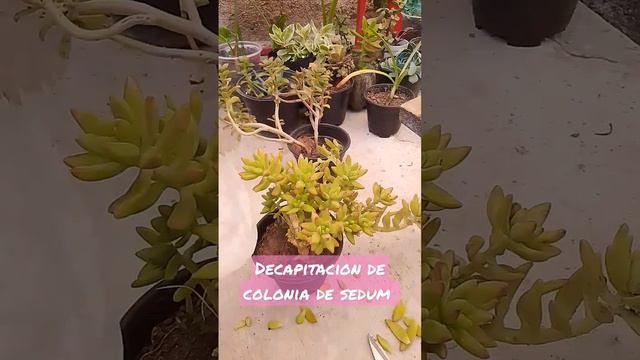D3capitacion De Colonia De Sedúm,#asmr #suculenta #sedum 🪴💚