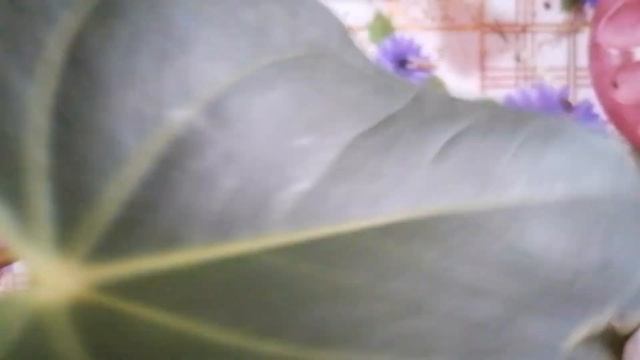 Омоложение и посадка в живой мох антуриума.