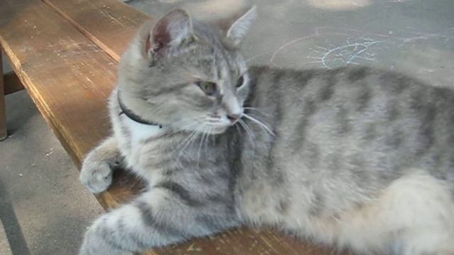 KSN Кот спит на лавочке