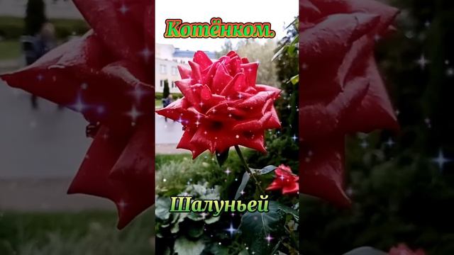 Для тебя#длятебя #музыкальноепожелание #пожелание #красиваямузыка #музыкальнаяоткрытка