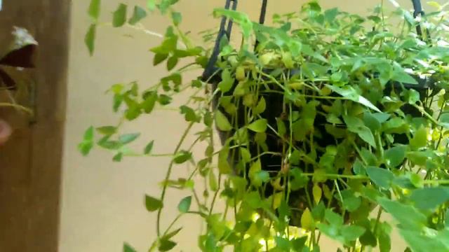 16 Varieties Of Hanging Plants With Names