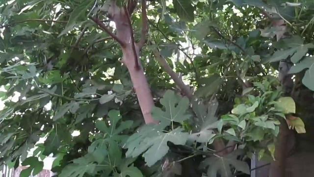 Маленький садик рядом с пустыней... своими руками за 5 лет