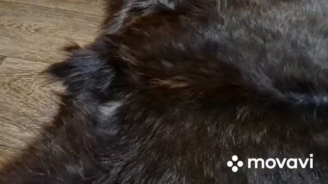 ШКУРА КОЗЬЯ ЧЕРНО-КОРИЧНЕВАЯ С 