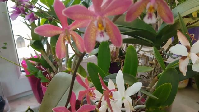 Phal. Bronze Maiden (schilleriana X Mannii Black) _ Наше ПЕРВОЕ очаровательное цветение!!!