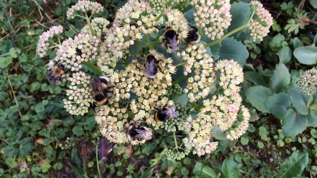 Много шмелей на одном цветке A Lot Of  Bumblebee At The Same Flower