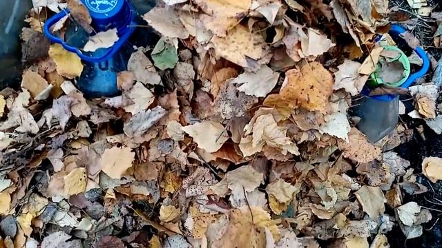 Черенкую розы глубокой осенью  на улице. Эффективный и беспроблемный способ.