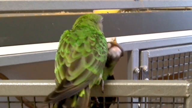 Jardines Parrots Young Gulielmi And Fantiensis Male Birds.