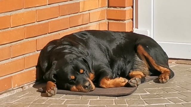 Что снится Розе?