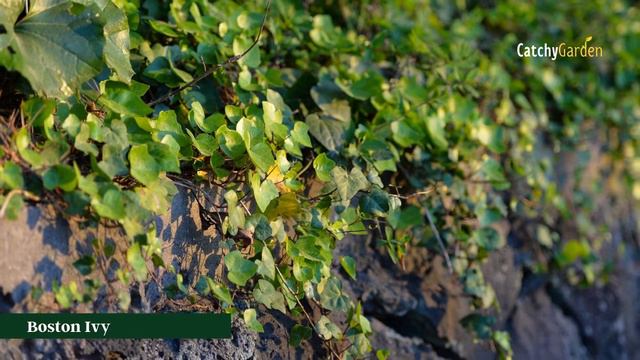 6 Great Vines That Are Woody Plants 🍃🌷🌿 // Gardening Tips