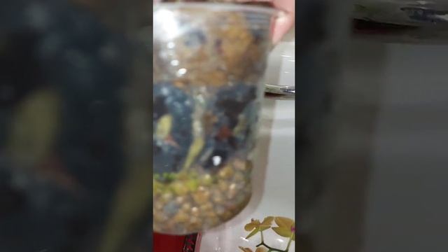 полив моих орхидей летом