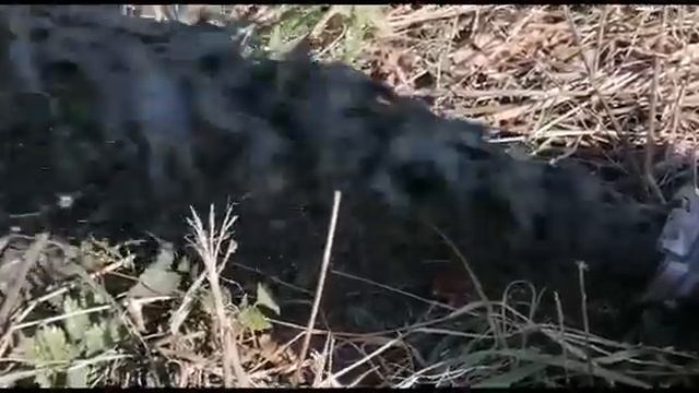 Белгородская  обл