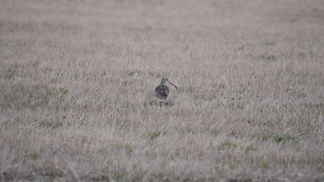 Большой кроншнеп