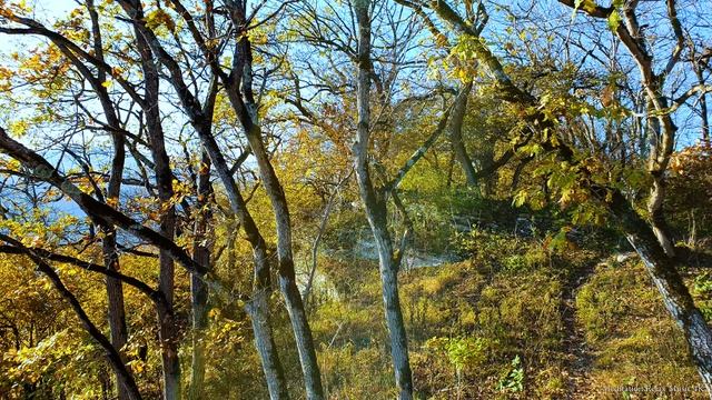 Лесная атмосфера.Чарующие звуки природы и магия природы. 1 час здорового сна.