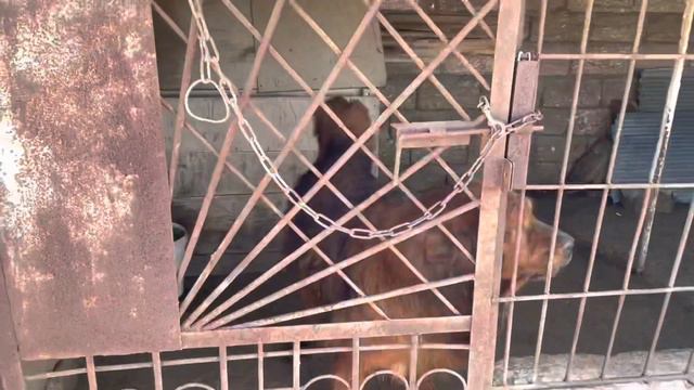 Кавказская овчарка|Алабай|Тибетский мастиф|Caucasian Shepherd Dog|Central Asian Dog|Tibetan Mastif