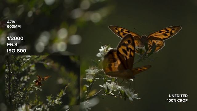 Is The Sony A7 IV Good For Vlogging? + Low Light Video Test