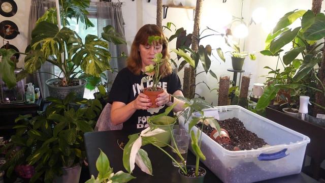 Plant Haul | Repotting Syngonium Albo & Philodendron Florida Ghost
