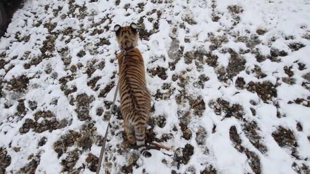 прогулка с мини-скрепкой