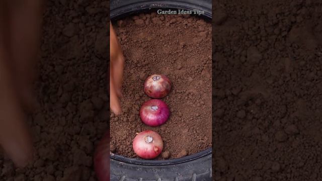Short Video Simple Effective Purple Onion Propagation Technique, Short Harvest Time #short Video