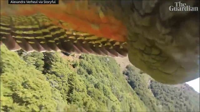 Орел украл камеру. Полет орла от первого лица