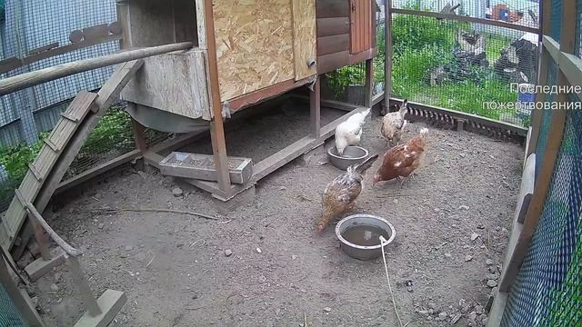 Курятник. Жизнь в курятнике. Можно покормить онлайн. Chicken Coop Stream. Online Feed