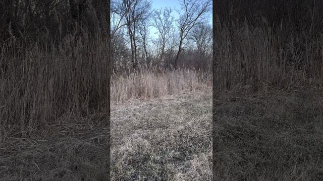 Работа и натаска лабрадора)