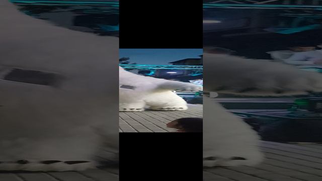 1000083534.mp4