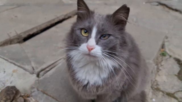 8 Марта у Кошек, Праздничный обед в приюте