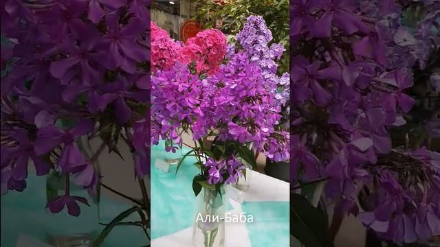 9315ba2281ea6e4901815a680d321e8c