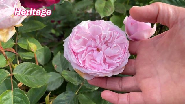 David Austin Rose Bloom Update!