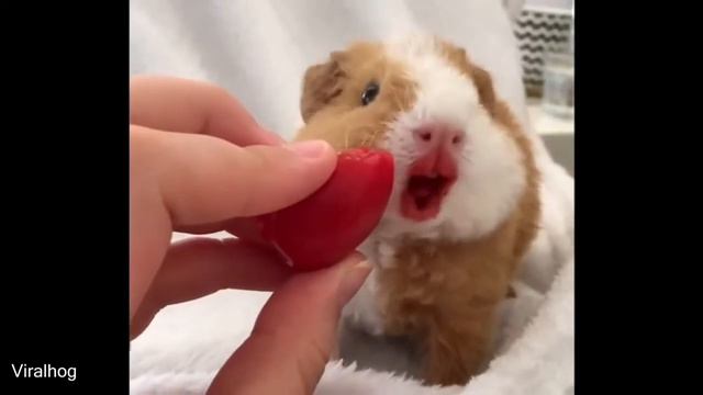 Selaginella Lepidophylla - This Is Called Resurrection Plant