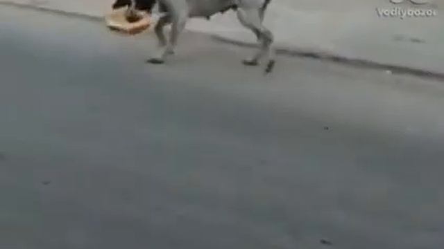 Мошеник Аферист Собака прикол?????