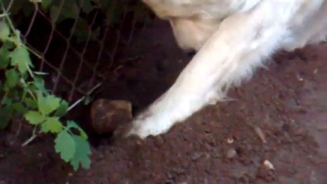 Среднеазиатская овчарка Запасливый алабайчик )))